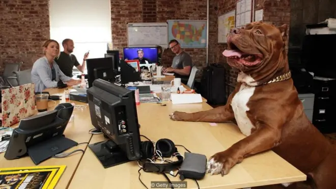 많은 회사, 특히 기술 산업과 관련된 회사들에서 개, 고양이와 같은 반려동물을 환영한다