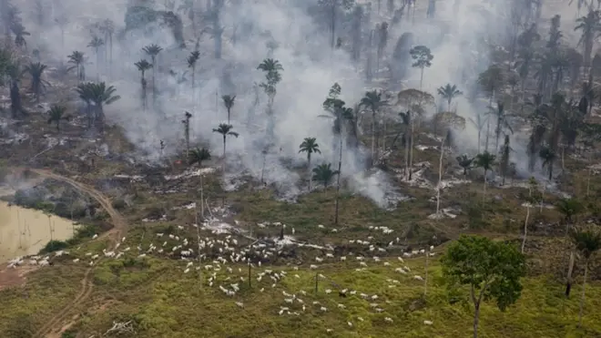 'O país está perdendo rapidamentephoenix slots paga mesmoriqueza (florestal)', diz o pesquisador da UFMG Raoni Rajão