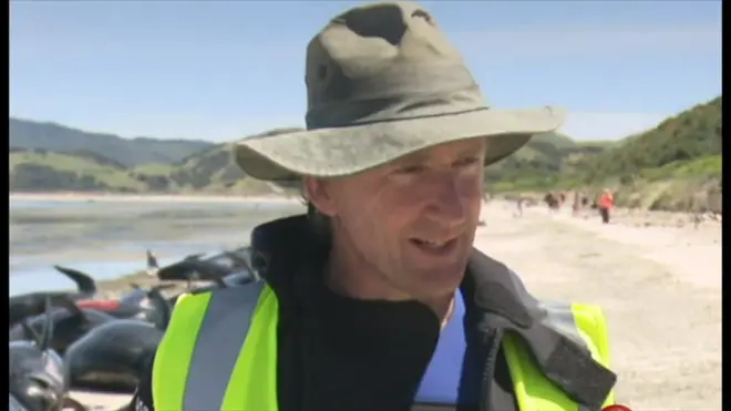 ニュージーランド南島ゴールデン湾のフェアウェル岬で、9日と11日にクジラ数百頭が相次ぎ打ち上げられた。