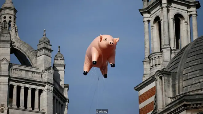 विरोध का प्रतीक सुअर