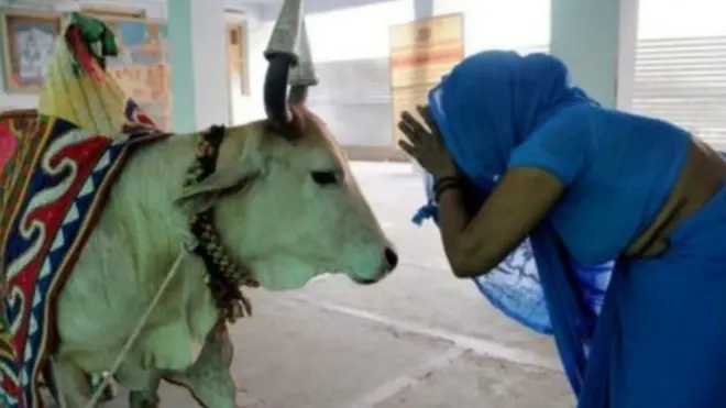 හින්දු බැතිමතුන්ට ගවයා පූජනීය වෙයි