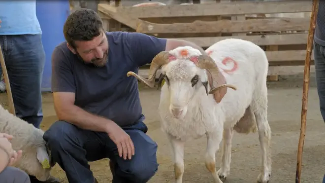 Kurban edilecek bir hayvan