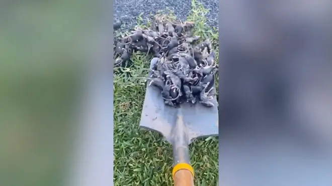 Pessoa retira ratos com pá