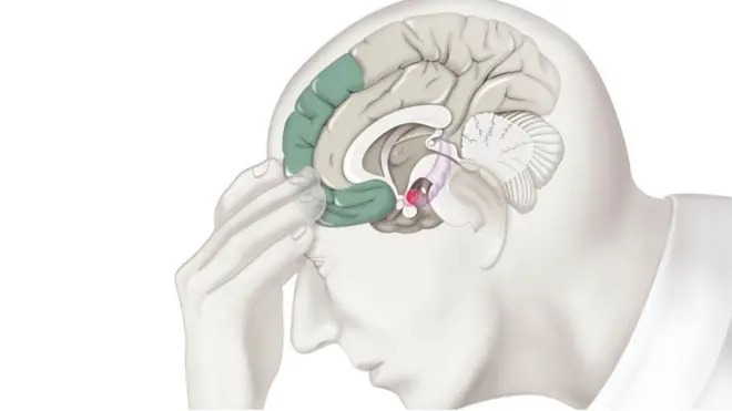 Diagrama del cerebro