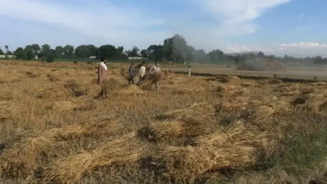 پاکستان کې د غنمو کمى راغلى