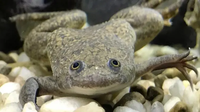 Katak ini digunakan sebagai uji kehamilan yang digunakan antara tahun 1930-1970an.