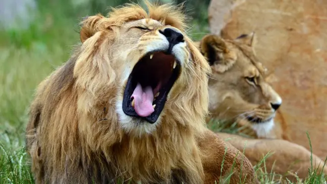 Although plenty people dey brng their horse, dem no dey feed di lions only horse meat