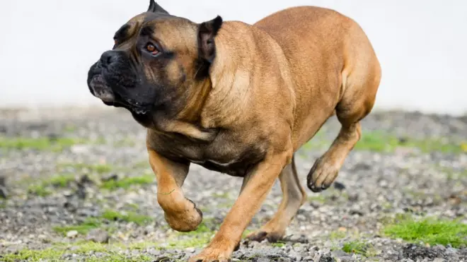 केन कोरसो कुत्ते