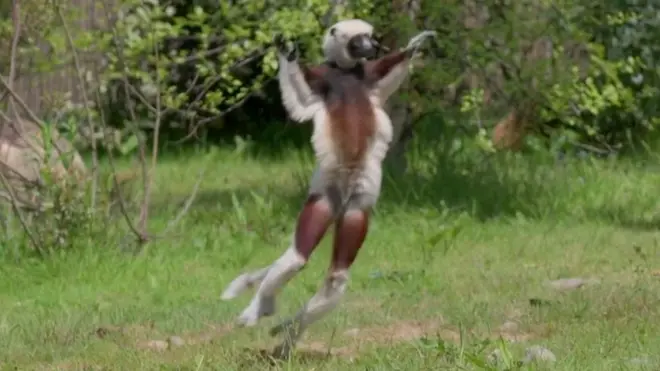 Танцующий лемур