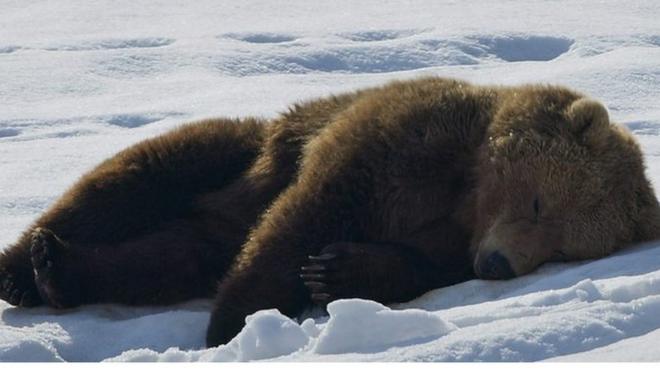 在冰上睡觉的熊