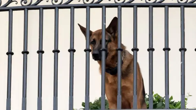 Commander, US President Joe Biden's dog, is seen sitting on the Truman Balcony at the White House
