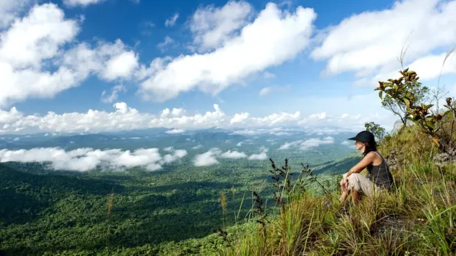 Los bosques de niebla son aquellos que al menos 70% del año están inmersos en nubes.