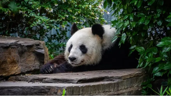 Prática conhecida como 'diplomacia dos pandas' vai muito além da conservação da espécie