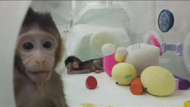 Klonlanmış maymunlar