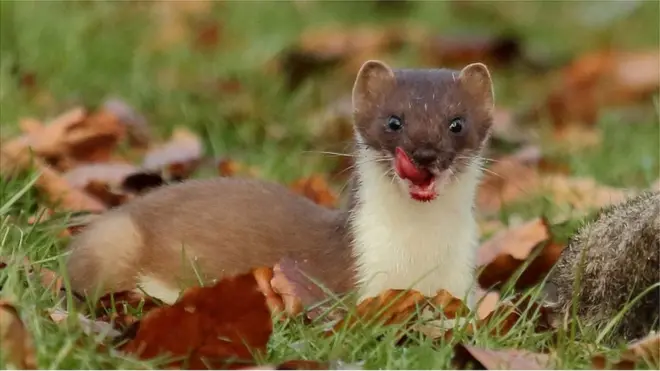 白鼬的水性很好，一口氣能遊1.5千米。