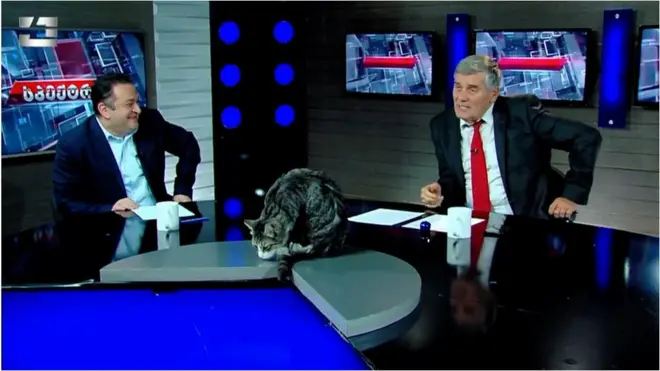 кіт у прямому ефірі