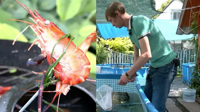 Чи зможе Україна завалити Європу креветками