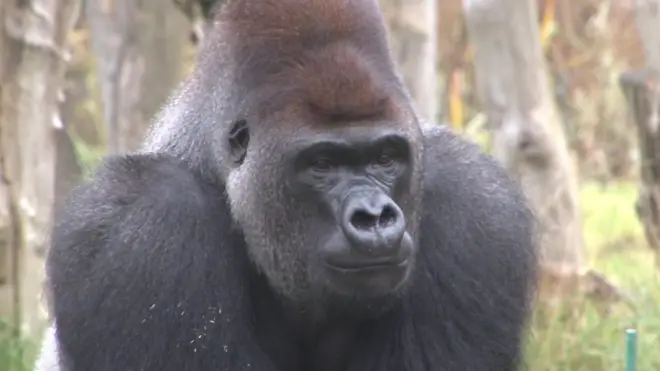 Горилла в Лондонском зоопарке