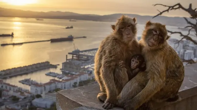 巴巴里獼猴一家