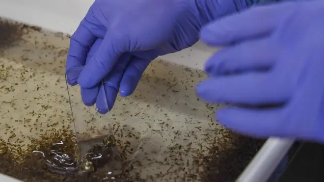 Il n'existe jusqu'ici aucun traitement contre la dengue.