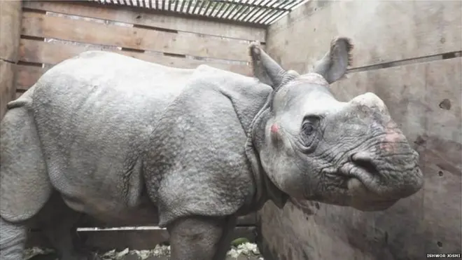 नेपाली गैंडा