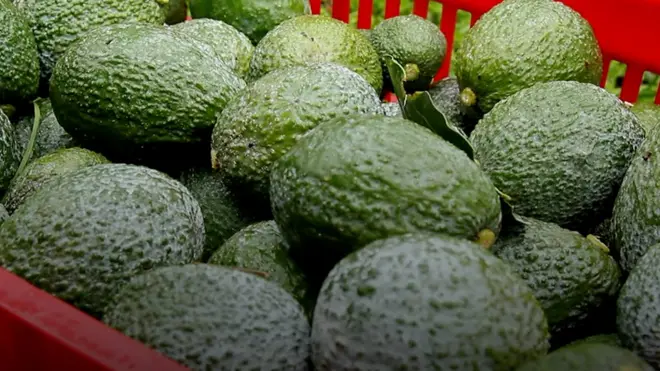 Авокадо-армия: как в Мексике с оружием защищают урожай