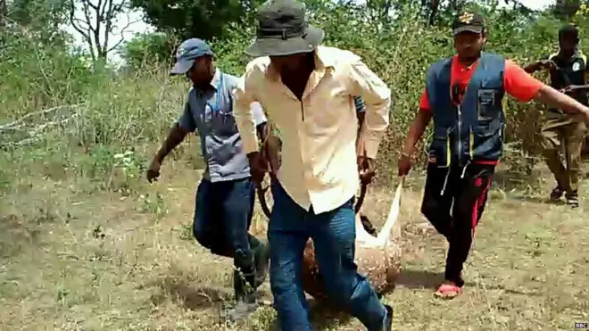 උගුලකට හසුව මැරී සිටි මුවා