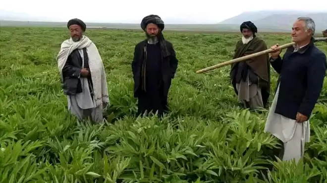 سال ۱۳۸۵ وزارت زراعت افغانستان بهره برداری و تجارت این گیاه را برای مدت ۵ سال غیر مجاز اعلام کرد.