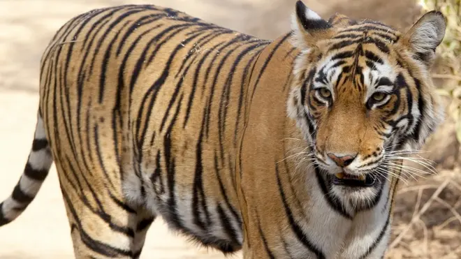 हालांकि अन्य जानवार कहीं ज़्यादा लोगों को मारते हैं लेकिन बाघ जैसा डर किसी और जानवर से पैदा नहीं होता