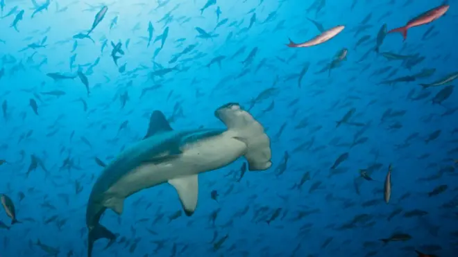 The scalloped hammerhead is critically endangered