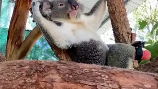 Коала с протезом