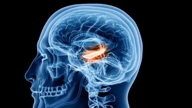 Ilustración del hipocampo