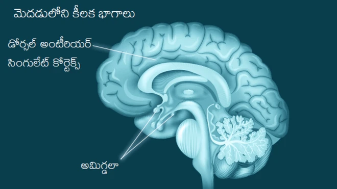 సోర్స్ ది స్ట్రక్చురల్ అండ్ ఫంక్షనల్ సిగ్నేచర్ ఆఫ్ యాక్షన్ కంట్రోల్, సైకలాజికల్ సైన్స్ - బీబీసీ