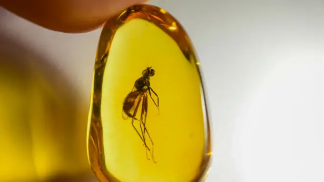 Fósiles perfectamente preservados por millones de años en ámbar dominicano, como este, permitieron a los Poinar recrear un mundo prehistórico.