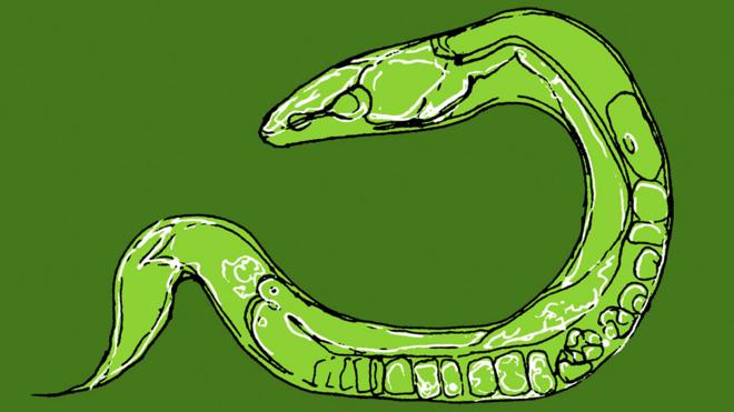 Dibujoapostar na lotofácil pelo celularC. elegans