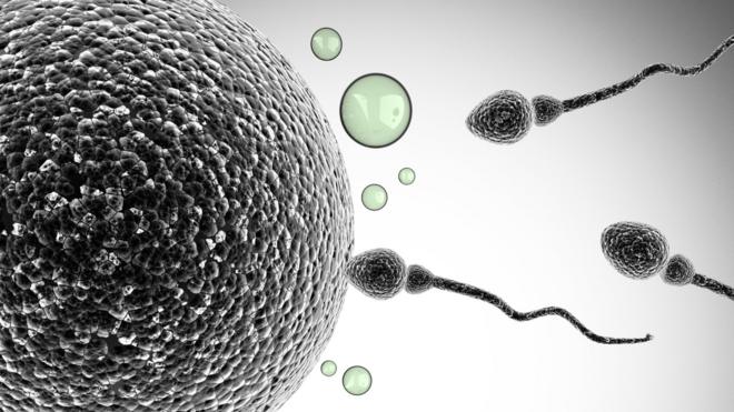 Сперматазоиды и яйцеклетка