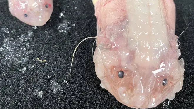 Deepest ever catch: Some snailfish were pulled up from 8,022m