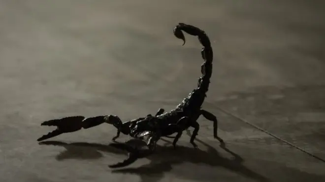 Kalajengking menghasilkan racun dengan harga tinggi.