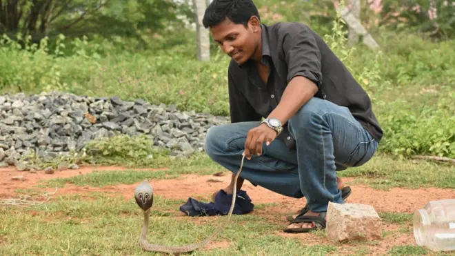 நாகப் பாம்பு மீட்பில் ஈடுபட்டிருக்கும் சாம்சன்