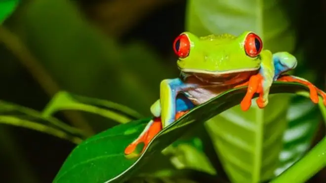 A red eyed tree frog in Costa Rica