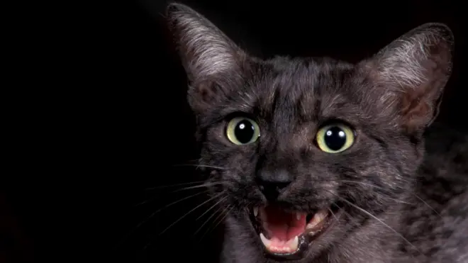 Египетская мау