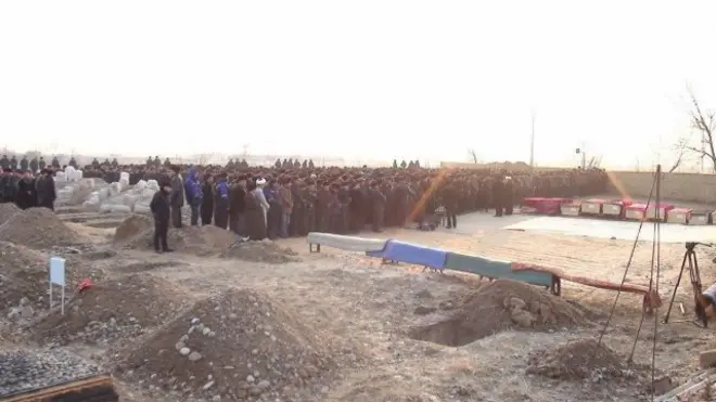 Дафн маросими