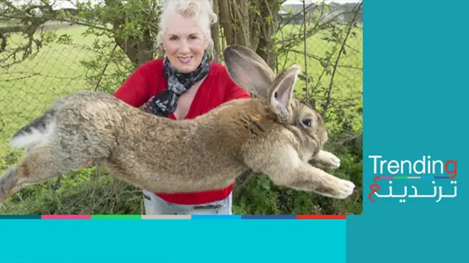 سرقة أكبر أرنب في العالم وصاحبته البريطانية تعرض مكافأة مجزية لمن يجده!