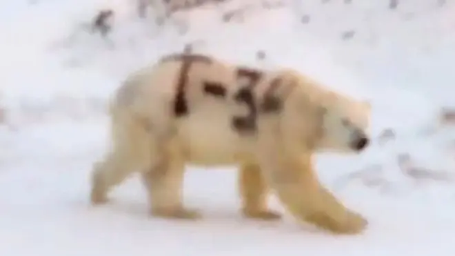 Footage of a polar bear with "T-34" painted on its fur was shared on social media in Russia