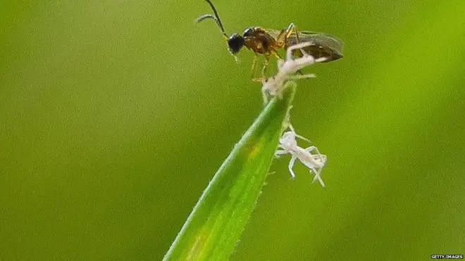 किडा