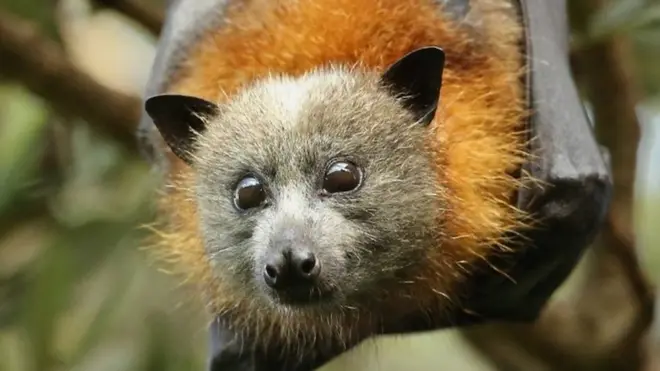 ماذا تعرف عن الثعالب الطائرة؟