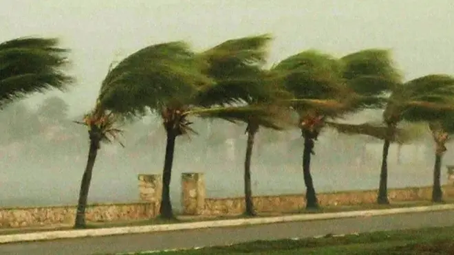 Palmeras en Caibarién, Cuba