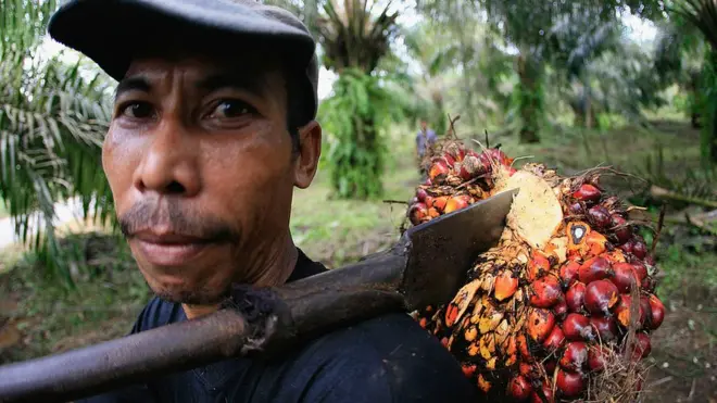 Seorang petani terlihat memanen buah kelapa sawit untuk jadi minyak CPO di Pulau Bintan.