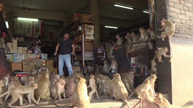 Macacos invadindo loja na Tailândia