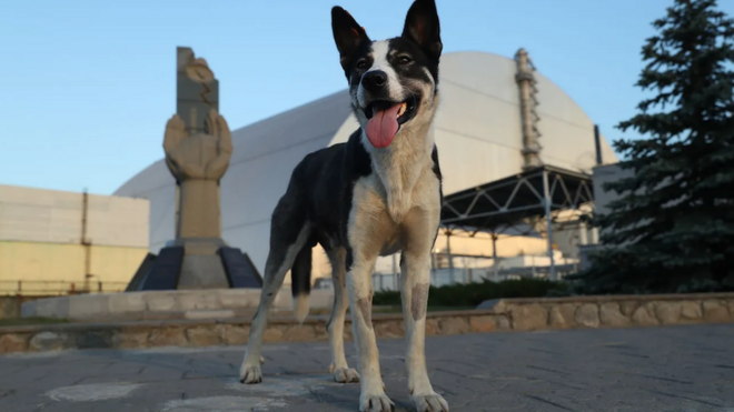 anjing Chernobyl